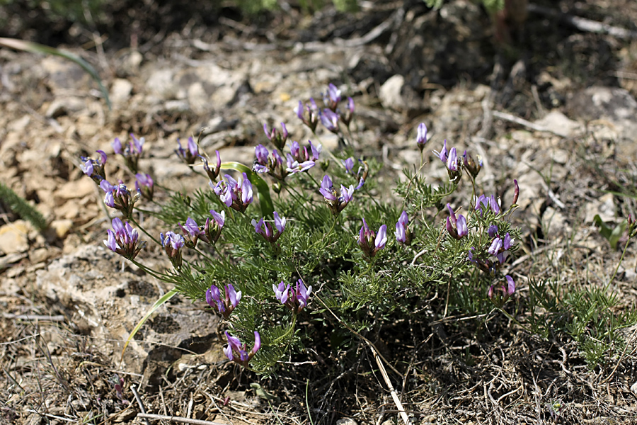 Image of Astragalus falcigerus specimen.