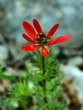 Adonis flammea