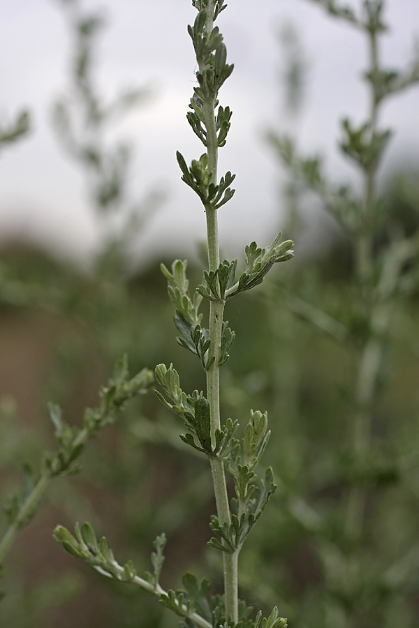 Image of genus Artemisia specimen.