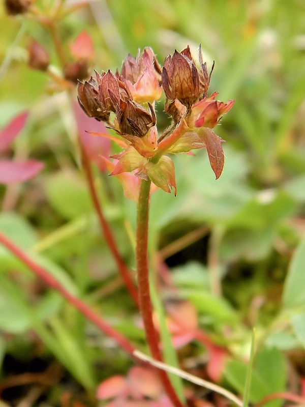 Изображение особи Sibbaldia procumbens.