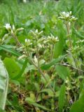 Cerastium glomeratum