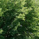 Magnolia salicifolia. Часть кроны взрослого растения. Германия, г. Krefeld, ботанический сад. 16.09.2012.