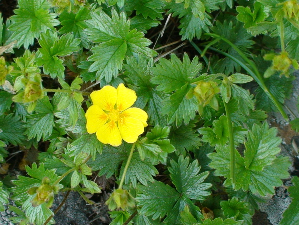 Image of Potentilla matsumurae specimen.