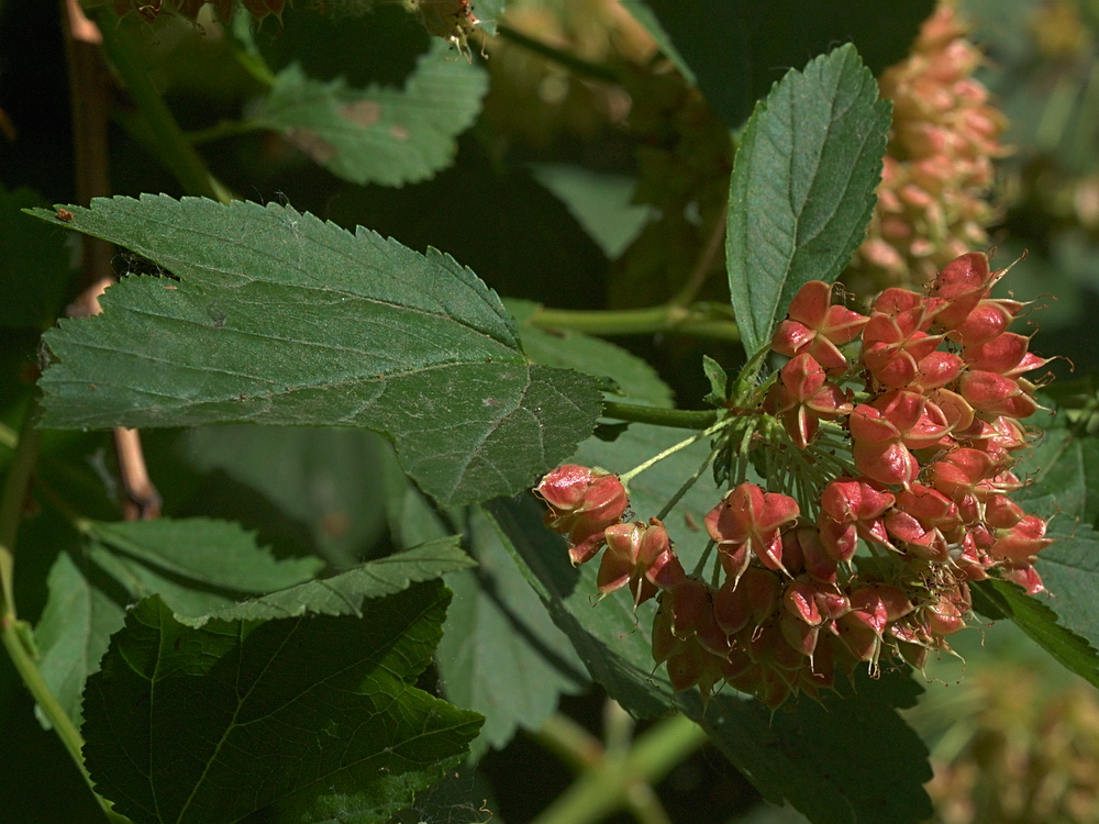 Image of Physocarpus opulifolius specimen.