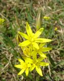 Смотреть изображение Gagea pauciflora