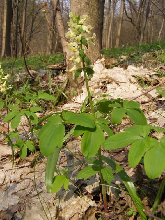 Image of Corydalis marschalliana specimen.