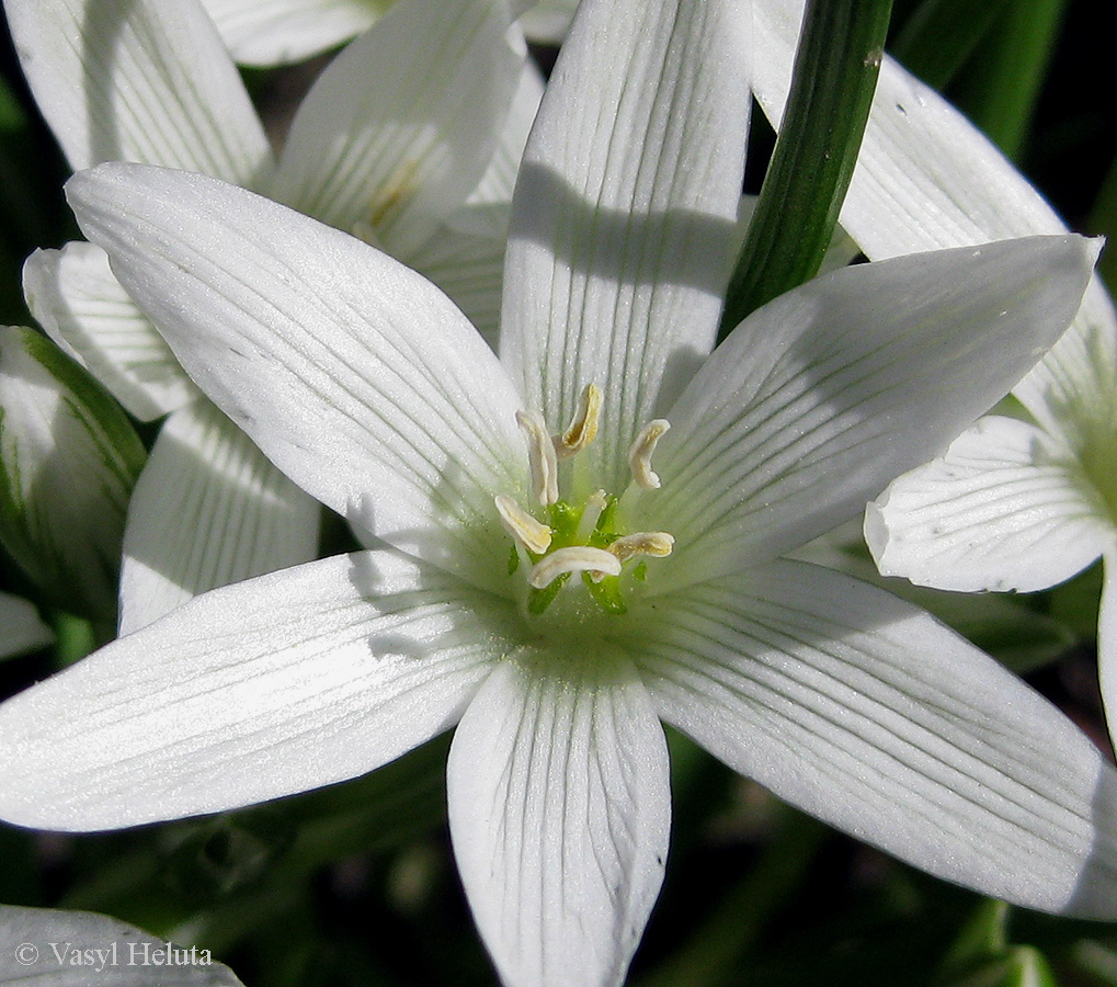 Изображение особи Ornithogalum refractum.