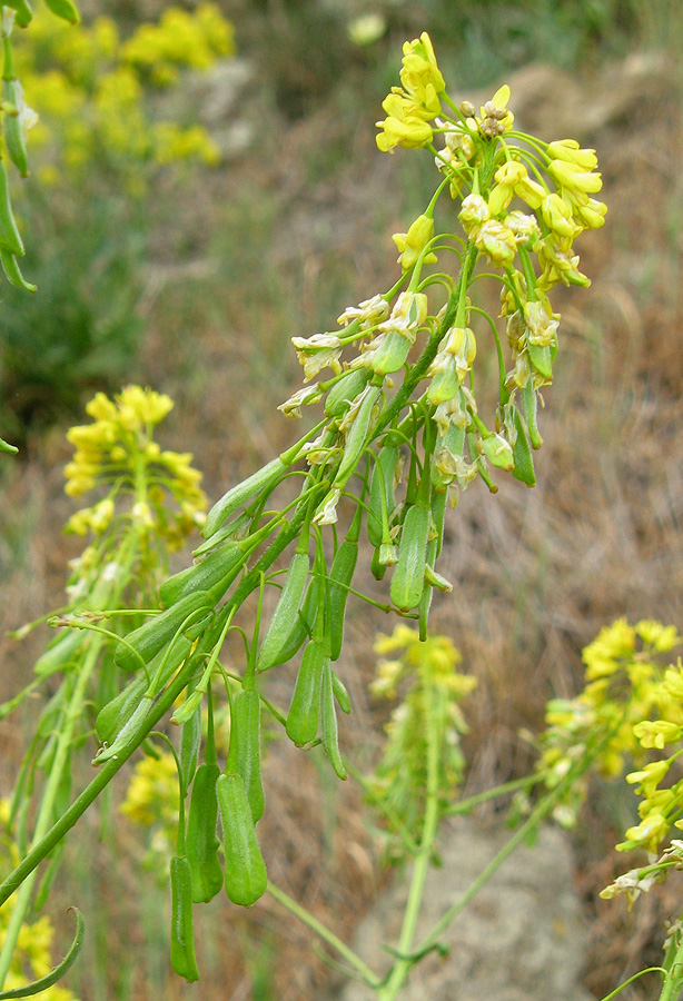 Image of Isatis tinctoria specimen.