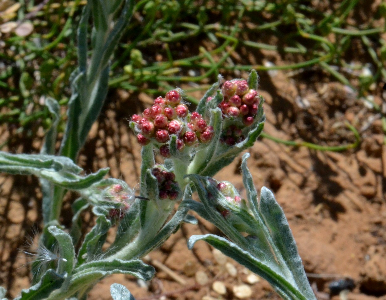 Image of Helichrysum nogaicum specimen.