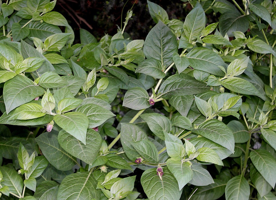 Image of Atropa bella-donna specimen.