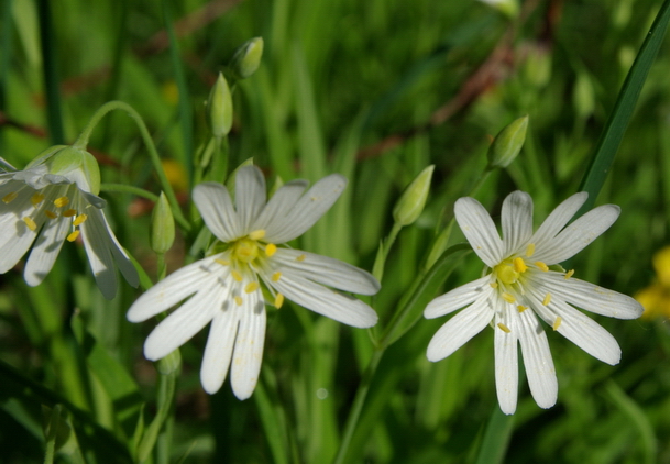 Image of Stellaria holostea specimen.