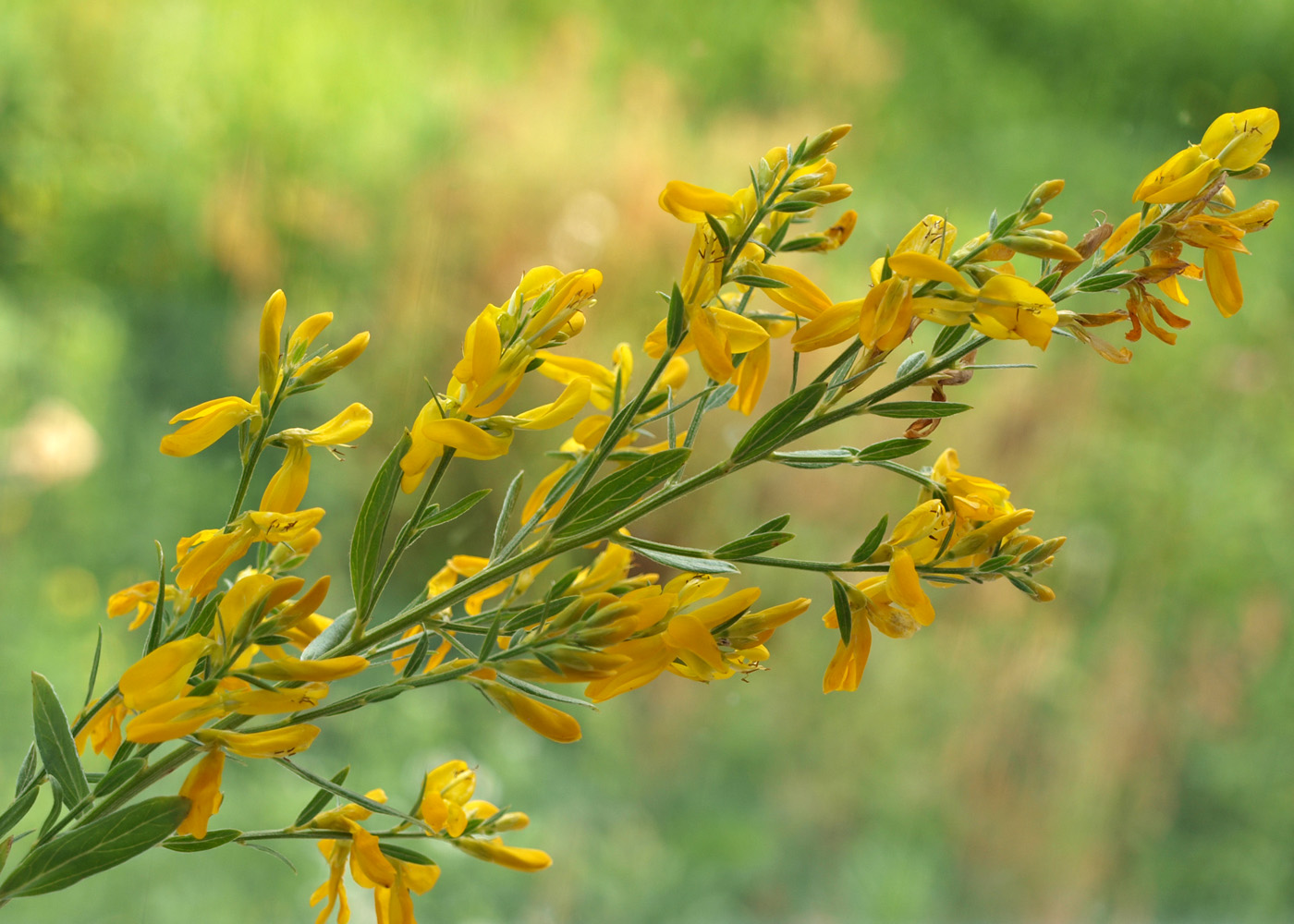 Image of Genista tinctoria specimen.