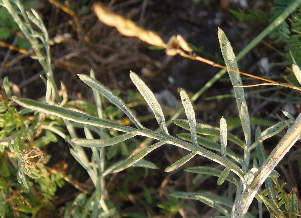 Image of Centaurea sterilis specimen.