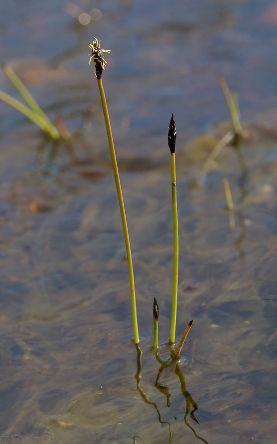 Изображение особи Eleocharis septentrionalis.