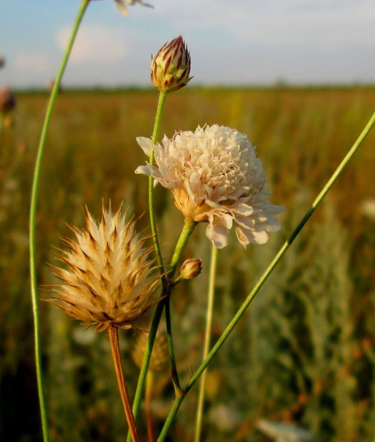 Изображение особи Cephalaria transsylvanica.