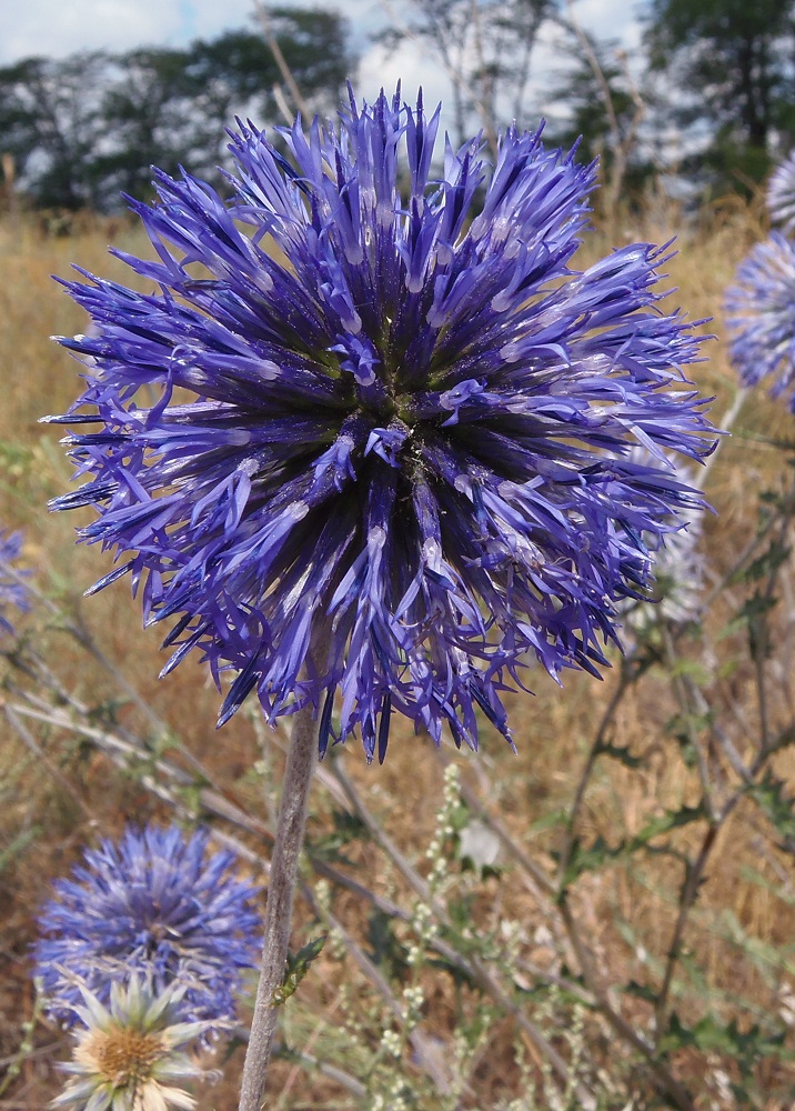 Image of Echinops ruthenicus specimen.