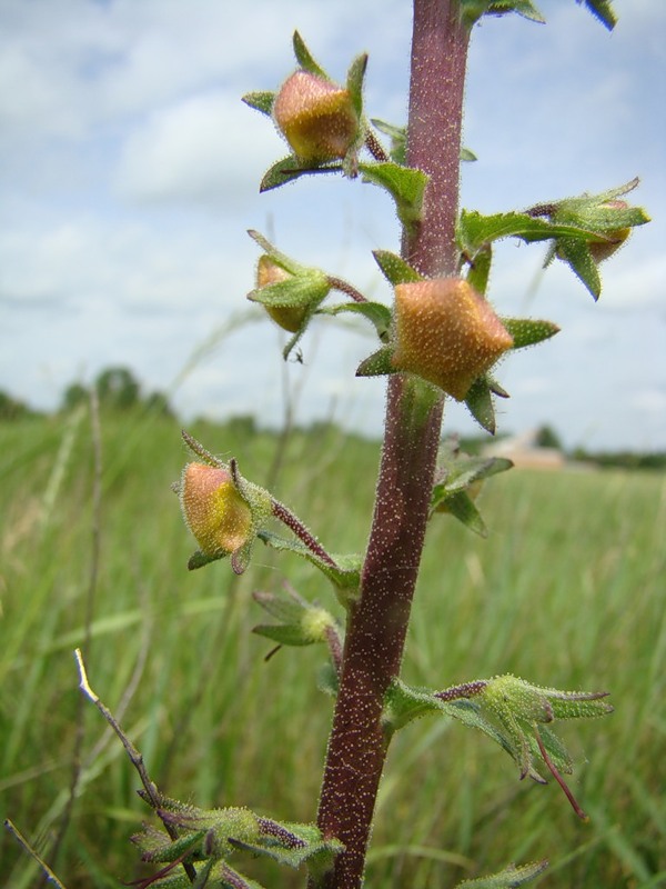 Image of Verbascum blattaria specimen.