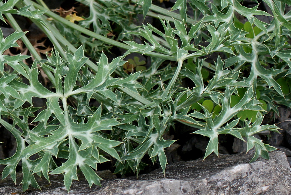 Image of Eryngium bourgatii specimen.