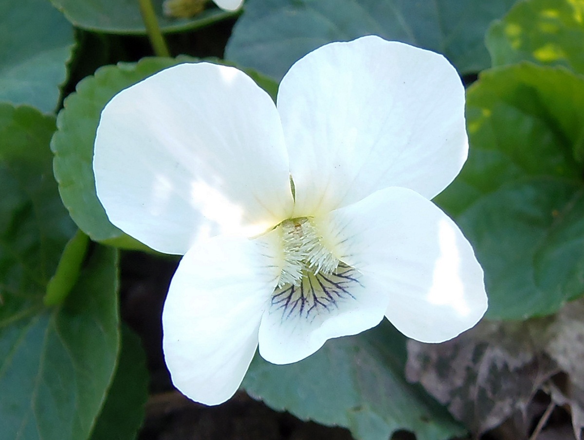 Image of genus Viola specimen.