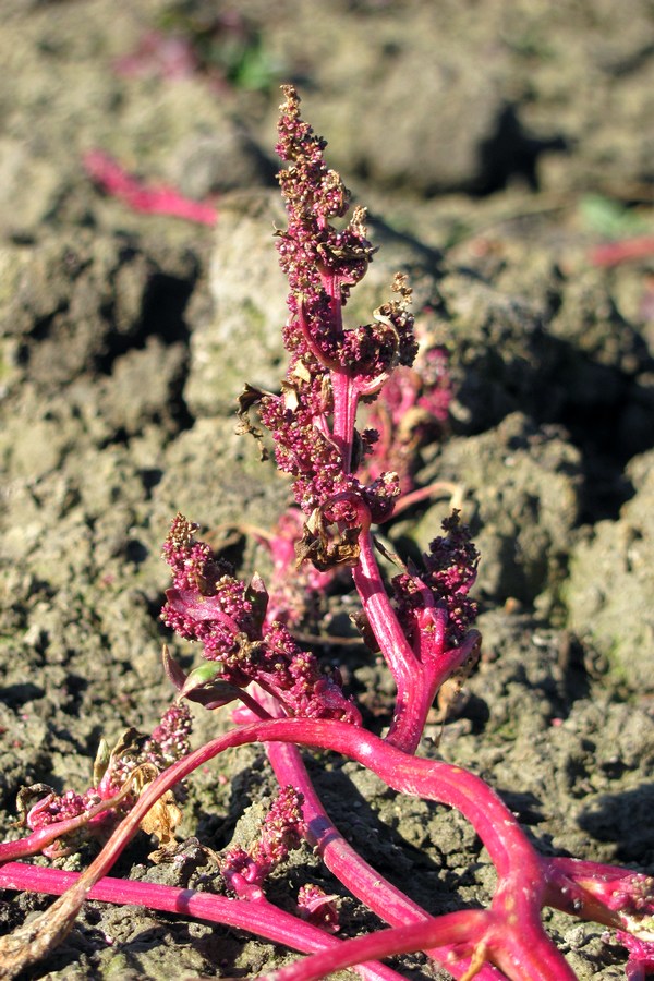 Image of Oxybasis chenopodioides specimen.