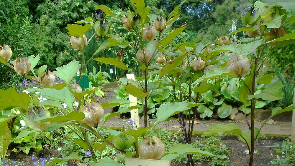 Image of Nicandra physalodes specimen.