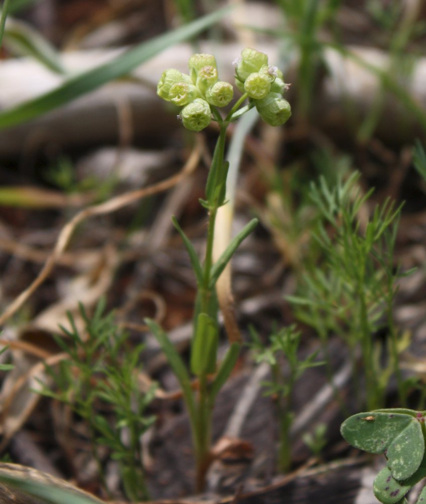 Image of Valerianella vesicaria specimen.