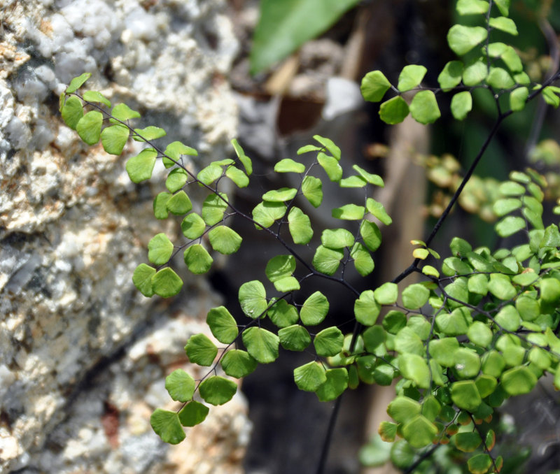 Image of Adiantum stenochlamys specimen.