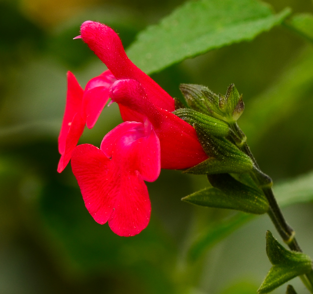 Изображение особи Salvia microphylla.