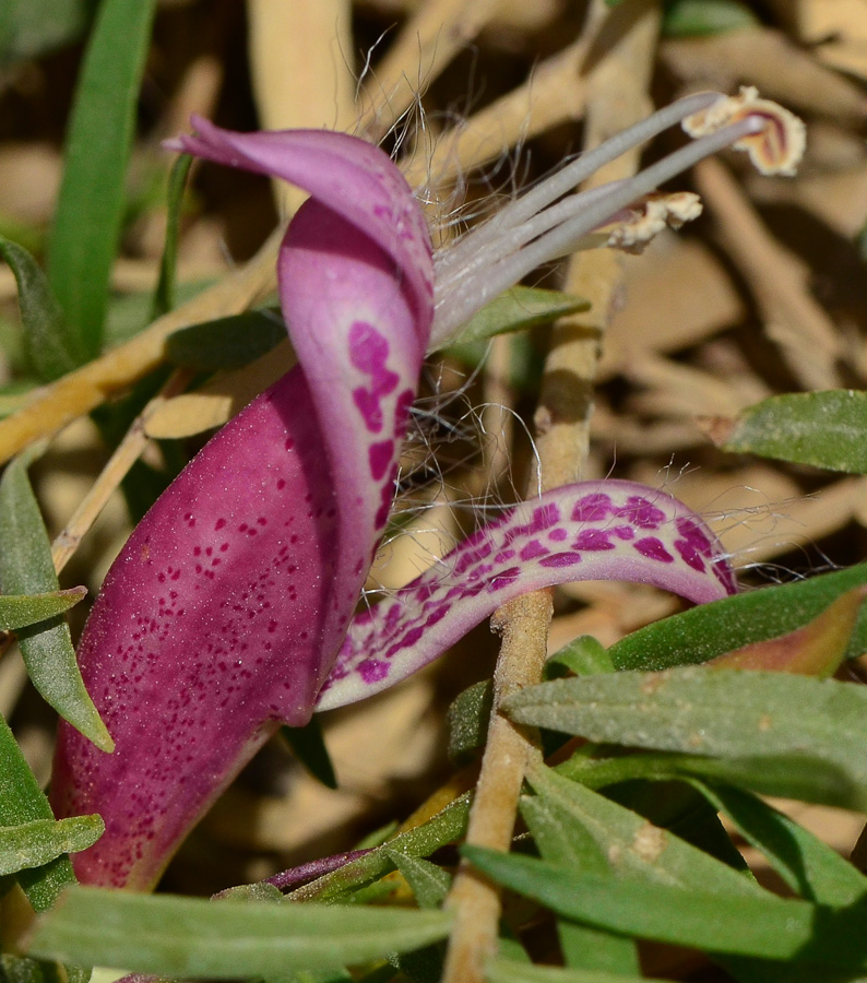 Image of Eremophila maculata specimen.