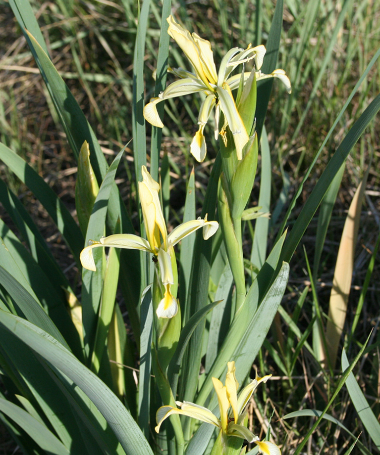 Image of Iris halophila specimen.