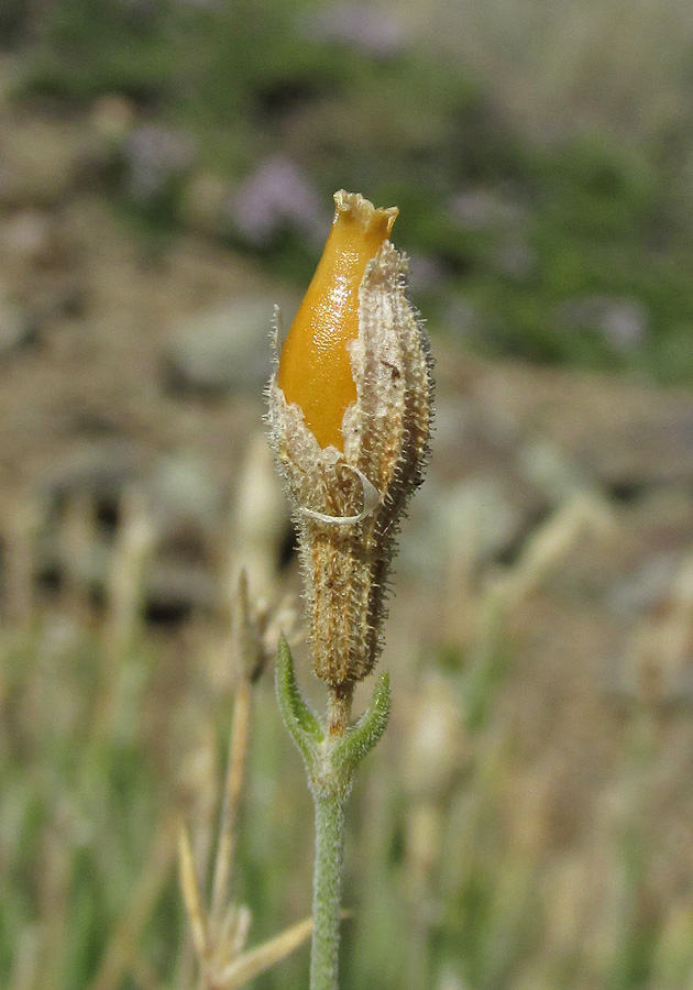 Image of Silene syreistschikowii specimen.