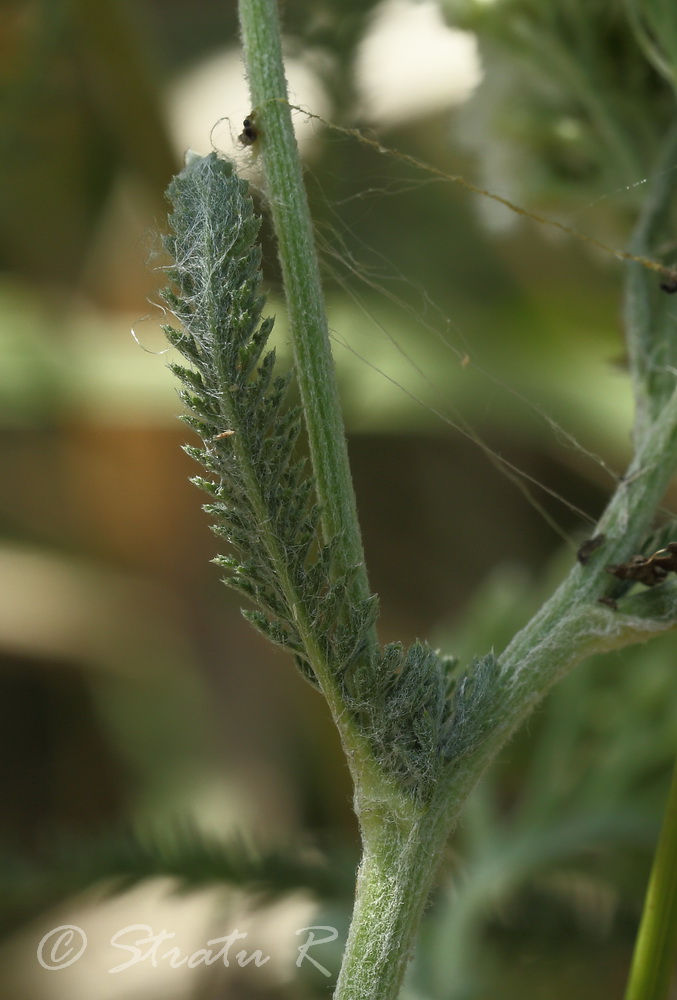 Image of Achillea setacea specimen.