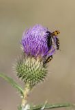 Cirsium serrulatum. Верхушка побега с соцветием и сидящими нарывниками. Саратов, р-н Телевышки. 27.07.2014.