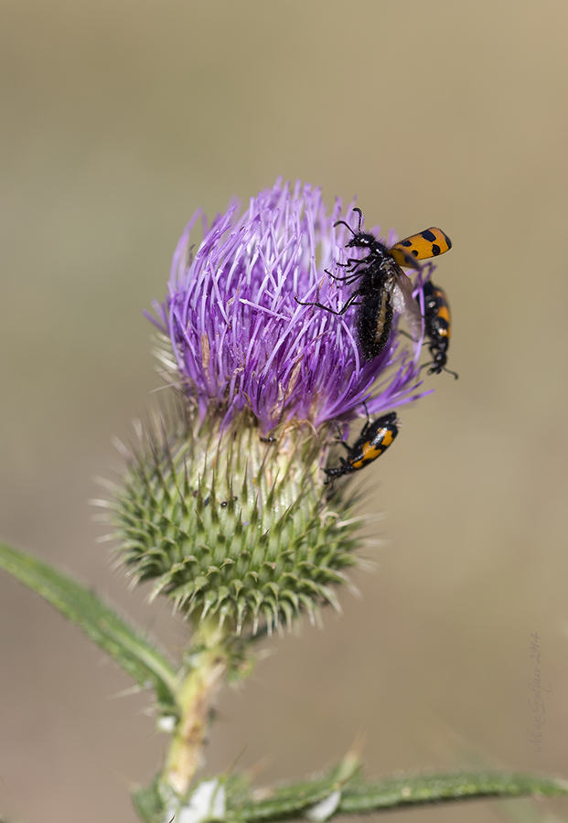 Изображение особи Cirsium serrulatum.