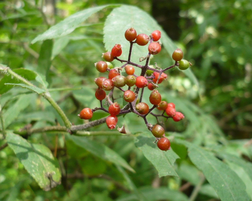 Image of Sambucus sibirica specimen.