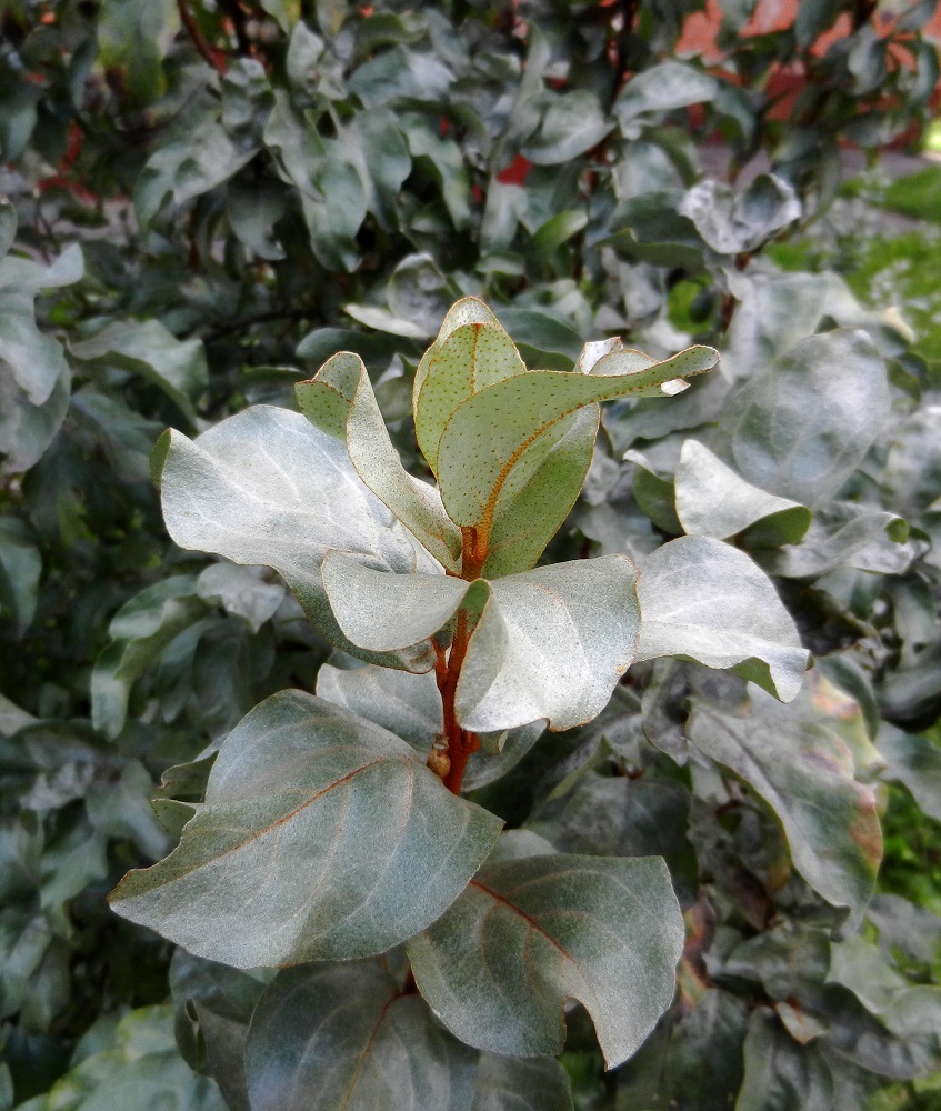 Image of Elaeagnus commutata specimen.