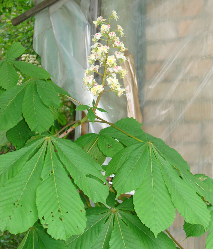 Image of Aesculus hippocastanum specimen.