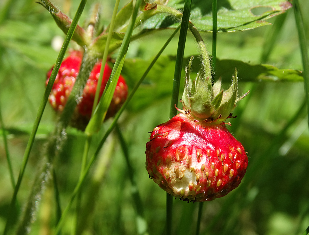 Image of Fragaria moschata specimen.