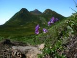 Primula cuneifolia