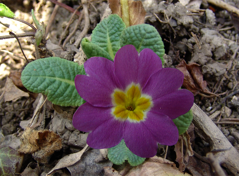 Image of Primula vulgaris specimen.