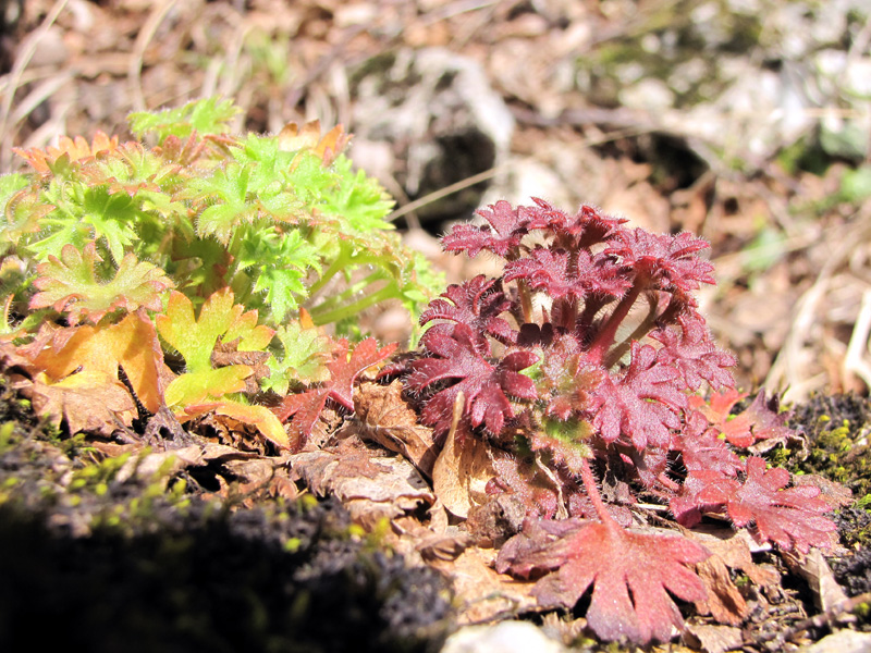 Image of Saxifraga irrigua specimen.