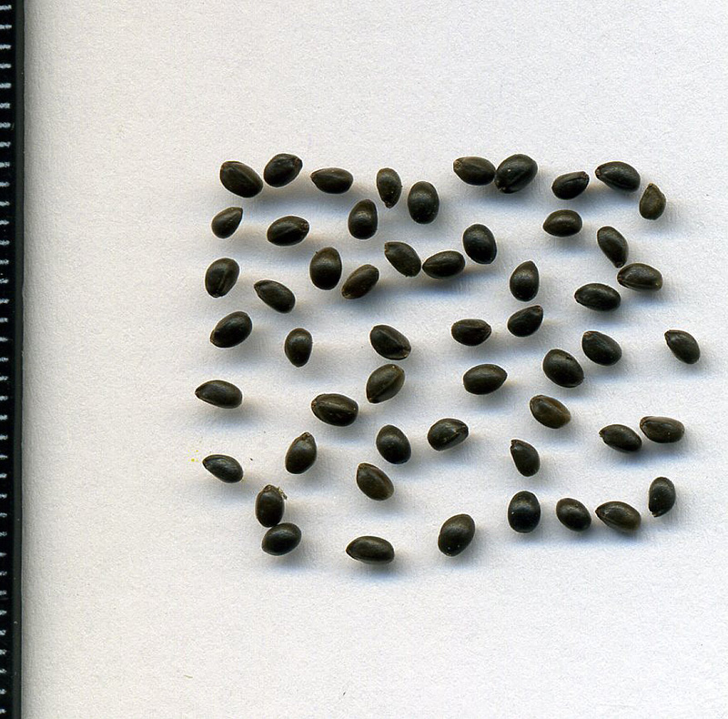 Image of Stachys palustris specimen.