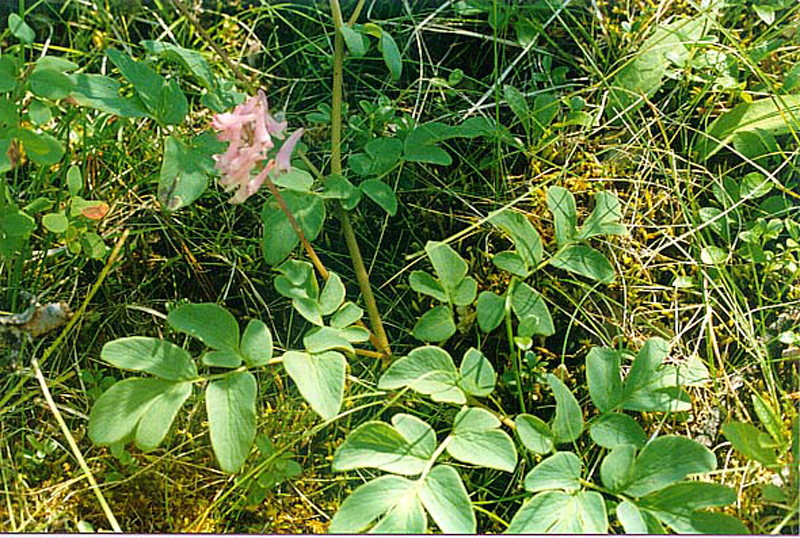 Image of Corydalis paeoniifolia specimen.