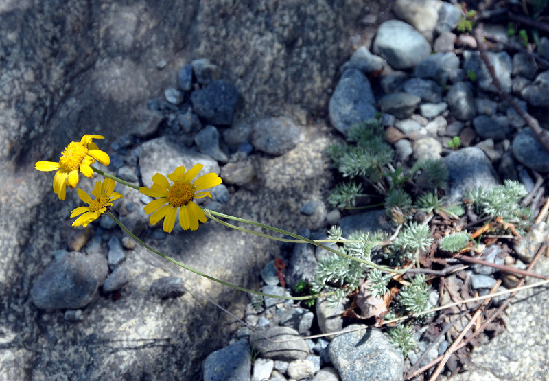 Image of Anthemis marschalliana ssp. pectinata specimen.