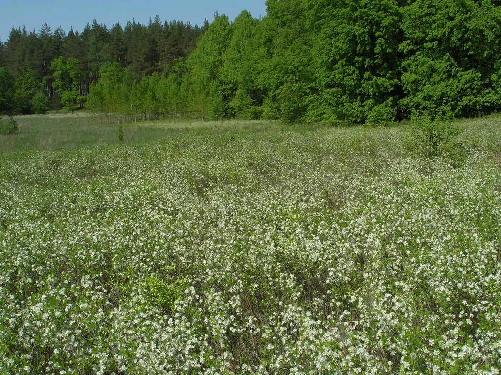 Изображение особи Cerasus fruticosa.