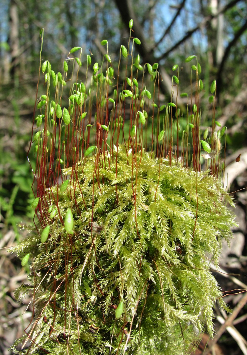 Image of class Bryopsida specimen.