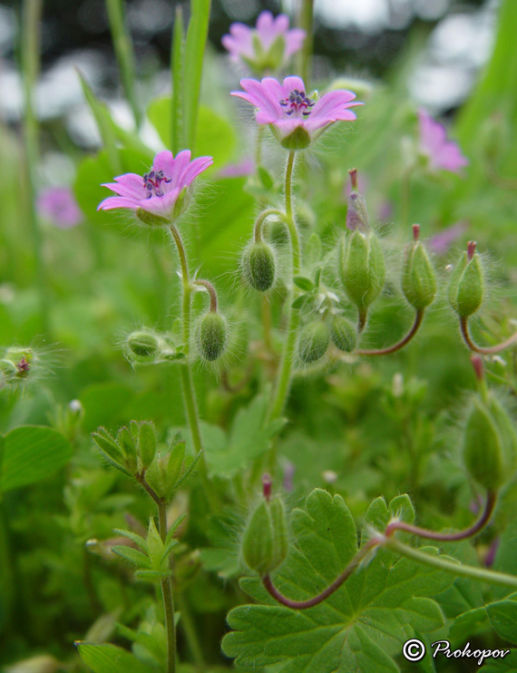 Image of Geranium molle specimen.