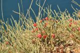 Ephedra distachya. Побеги с фруктификациями. Крым, окр. г. Балакалава, склон горы Аскети. 09.08.2015.