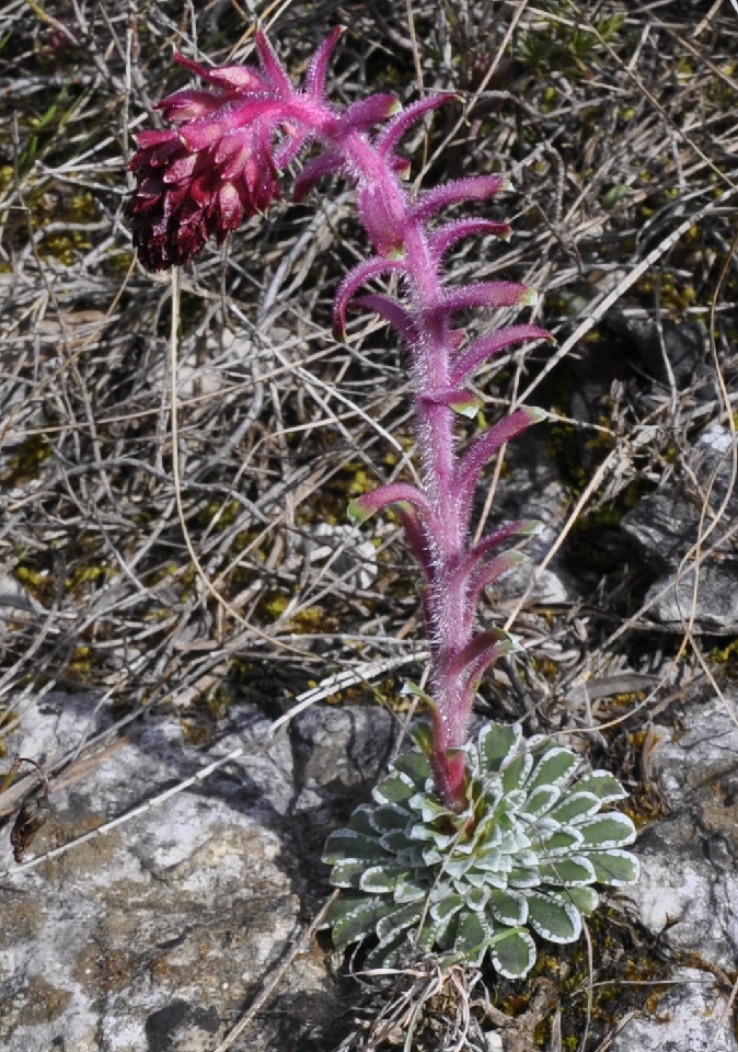 Image of Saxifraga federici-augusti ssp. grisebachii specimen.