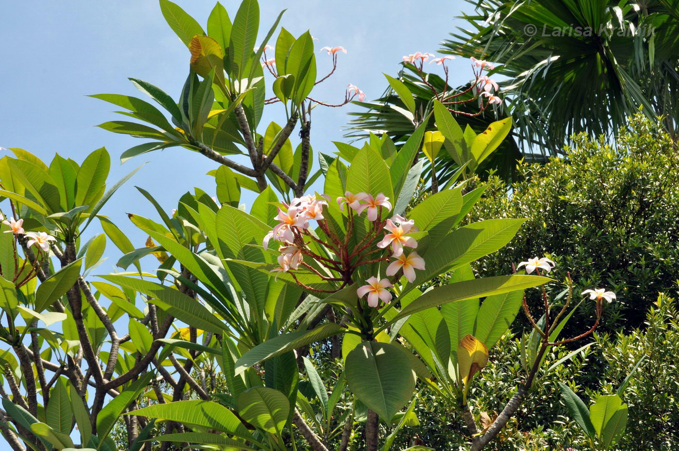 Image of Plumeria rubra specimen.